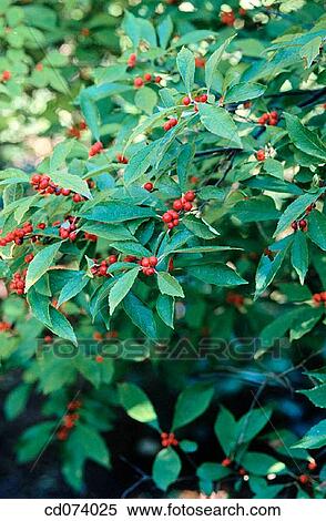 Stock Photography - Winterberry (Ilex verticillata? sunset? ). Fotosearch