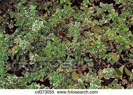 Wintercreeper (Euonymus fortuney) View Large Photo Image Stock Photography - Wintercreeper (Euonymus fortuney). Fotosearch