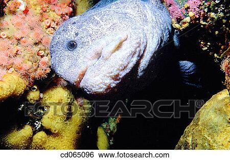 Stock Photograph - Wolf Eel (Anarrhichthys ocellatus). Pacific Ocean.. Fotosearch