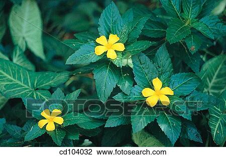 Yellow Alder (Turnera ulmifolia) View Large Photo Image Stock Image - Yellow Alder (Turnera ulmifolia). Fotosearch