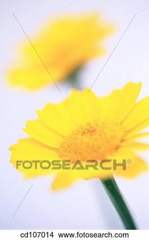 Picture - Yellow Daisy. Fotosearch