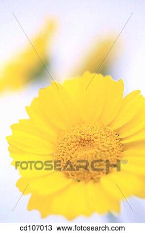 Yellow Daisy View Large Photo Image Stock Image - Yellow Daisy. Fotosearch