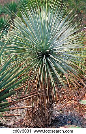 Stock Image - Yucca (Yucca rostrata). Fotosearch