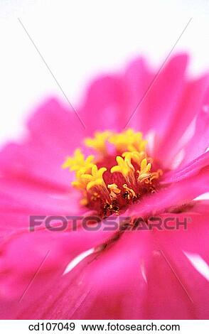 Zinnia View Large Photo Image Stock Photo - Zinnia. Fotosearch