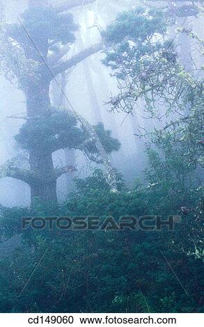 A moody, misty forest scene with trees, fog, shadows and light. View Large Photo Image Stock Image - A moody, misty forest scene with trees, fog, shadows and light.. Fotosearch
