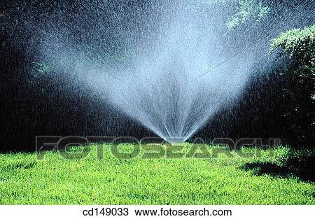 A sprinkler or irrigation head sprays water on to grass and shrubs. View Large Photo Image Stock Image - A sprinkler or irrigation head sprays water on to grass and shrubs.. Fotosearch