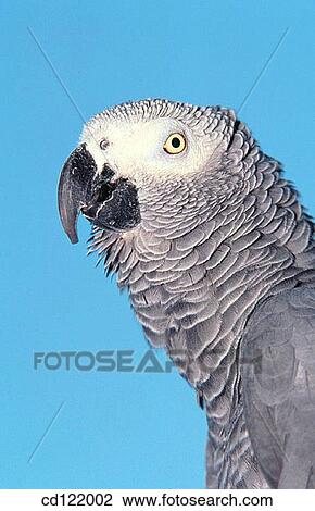 African Grey Parrot (Psittacus erithacus) View Large Photo Image Stock Image - African Grey Parrot (Psittacus erithacus). Fotosearch