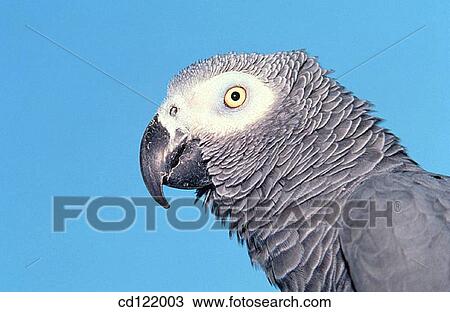 African Grey Parrot (Psittacus erithacus) View Large Photo Image Stock Image - African Grey Parrot (Psittacus erithacus). Fotosearch