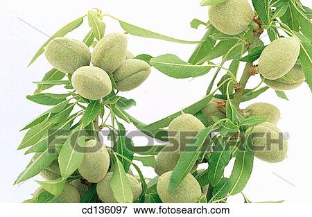 Almond tree (Amygdalus communis) View Large Photo Image Stock Photo - Almond tree (Amygdalus communis). Fotosearch