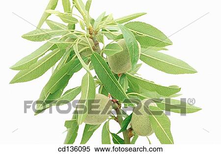 Almond tree (Amygdalus communis) View Large Photo Image Stock Photography - Almond tree (Amygdalus communis). Fotosearch
