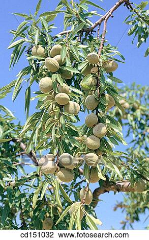 Almonds View Large Photo Image Stock Image - Almonds. Fotosearch