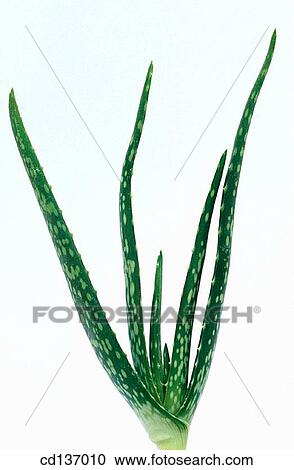 Aloe (Aloe vera) View Large Photo Image Stock Image - Aloe (Aloe vera). Fotosearch