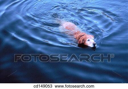 animal, day, bathing, bathe, activity View Large Photo Image Stock Image - animal, day, bathing, bathe, activity. Fotosearch