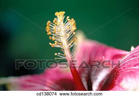 anther, concept, Close-up, botany, angiosperm View Large Photo Image Picture - anther, concept, Close-up, botany, angiosperm. Fotosearch