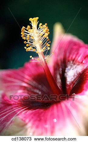 Stock Image - anther, concept, Close-up, botany, angiosperm. Fotosearch