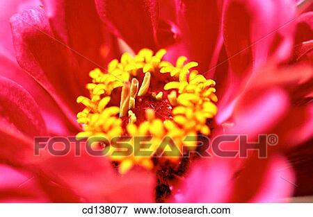 anther, concept, Close-up, botany, angiosperm View Large Photo Image Stock Photo - anther, concept, Close-up, botany, angiosperm. Fotosearch