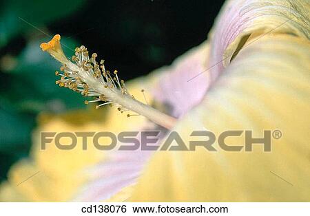 anther, concept, Close-up, botany, angiosperm View Large Photo Image Stock Photograph - anther, concept, Close-up, botany, angiosperm. Fotosearch
