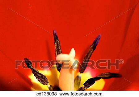 anther, detail, Close-up, background, abstract View Large Photo Image Stock Photo - anther, detail, Close-up, background, abstract. Fotosearch