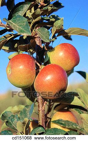 Apples View Large Photo Image Stock Photo - Apples. Fotosearch