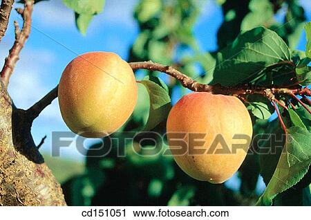 Apricots View Large Photo Image Stock Image - Apricots. Fotosearch