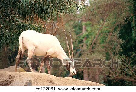 Stock Image - Arabian Oryx (Oryx leucoryx). Fotosearch