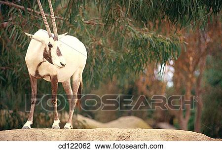 Stock Image - Arabian Oryx (Oryx leucoryx). Fotosearch