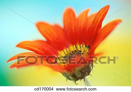 Picture - Arctotis hybr.. Fotosearch