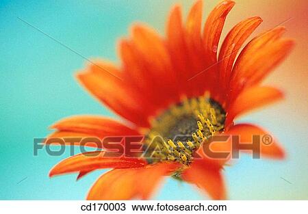 Arctotis hybr. View Large Photo Image Stock Image - Arctotis hybr.. Fotosearch