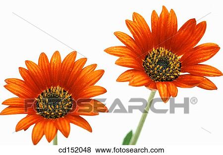 Arctotis hybr. View Large Photo Image Stock Photo - Arctotis hybr.. Fotosearch
