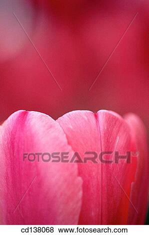 aroma, concept, Close-up, background, abstract View Large Photo Image Stock Photo - aroma, concept, Close-up, background, abstract. Fotosearch