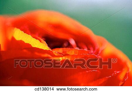 aroma, day, Close-up, background, abstract View Large Photo Image Picture - aroma, day, Close-up, background, abstract. Fotosearch