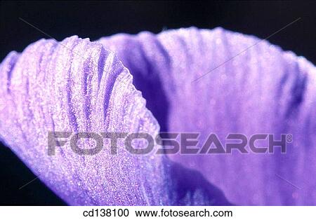 aroma, day, Close-up, background, abstract View Large Photo Image Stock Image - aroma, day, Close-up, background, abstract. Fotosearch