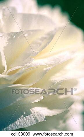 aroma, day, Close-up, background, abstract View Large Photo Image Stock Photo - aroma, day, Close-up, background, abstract. Fotosearch