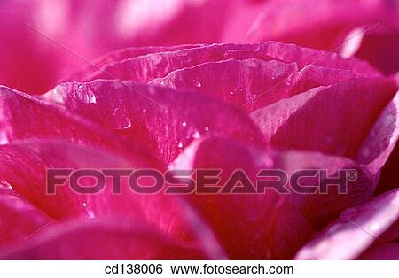 aroma, day, Close-up, background, abstract View Large Photo Image Stock Photograph - aroma, day, Close-up, background, abstract. Fotosearch