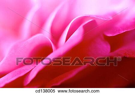 Stock Photography - aroma, day, Close-up, background, abstract. Fotosearch