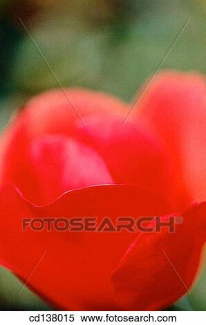 aroma, day, Close-up, background, abstract View Large Photo Image Stock Photography - aroma, day, Close-up, background, abstract. Fotosearch