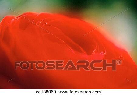 aroma, delicate, Close-up, background, abstract View Large Photo Image Stock Image - aroma, delicate, Close-up, background, abstract. Fotosearch