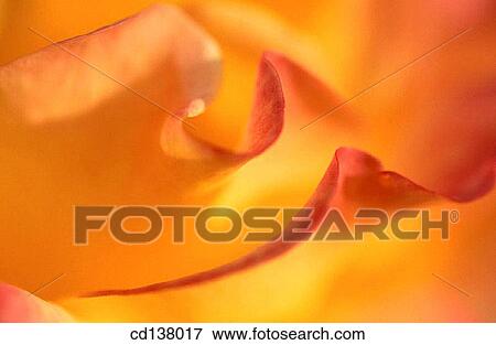aroma, delicate, Close-up, background, abstract View Large Photo Image Stock Photo - aroma, delicate, Close-up, background, abstract. Fotosearch