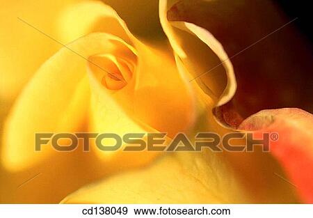 aroma, delicate, Close-up, background, abstract View Large Photo Image Stock Photo - aroma, delicate, Close-up, background, abstract. Fotosearch