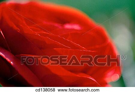 aroma, delicate, Close-up, background, abstract View Large Photo Image Stock Photo - aroma, delicate, Close-up, background, abstract. Fotosearch