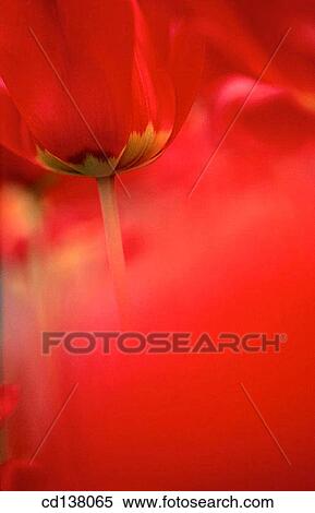 aroma, delicate, Close-up, background, abstract View Large Photo Image Stock Photography - aroma, delicate, Close-up, background, abstract. Fotosearch