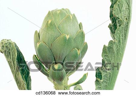 Artichoke (Cynara scolimus) View Large Photo Image Stock Photo - Artichoke (Cynara scolimus). Fotosearch