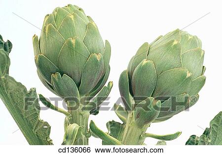 Artichokes (Cynara scolimus) View Large Photo Image Stock Photograph - Artichokes (Cynara scolimus). Fotosearch