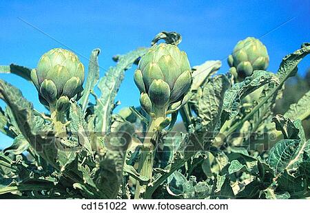 Artichokes View Large Photo Image Stock Image - Artichokes. Fotosearch