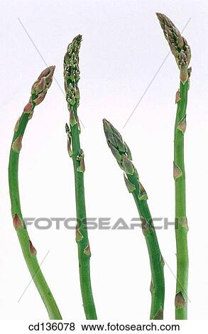 Asparagus (Asparagus officinalis) View Large Photo Image Stock Photo - Asparagus (Asparagus officinalis). Fotosearch