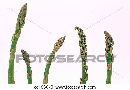 Asparagus (Asparagus officinalis) View Large Photo Image Stock Photo - Asparagus (Asparagus officinalis). Fotosearch