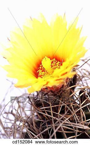 Astrophytum capricorne View Large Photo Image Picture - Astrophytum capricorne. Fotosearch