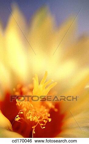 Astrophytum capricorne View Large Photo Image Stock Photograph - Astrophytum capricorne. Fotosearch
