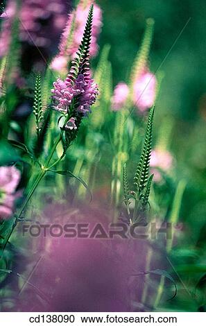 background, botany, day, detail, flower View Large Photo Image Stock Image - background, botany, day, detail, flower. Fotosearch