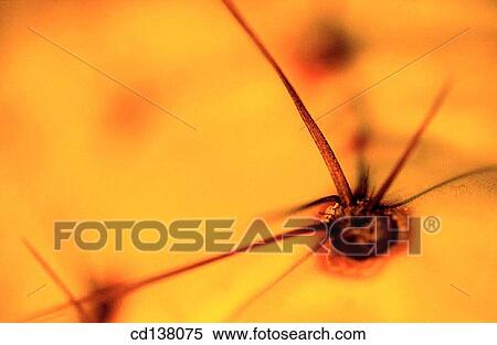 Stock Photography - background, Close-up, cactus, botany, abstract. Fotosearch